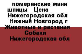 померанские мини шпицы › Цена ­ 20 000 - Нижегородская обл., Нижний Новгород г. Животные и растения » Собаки   . Нижегородская обл.